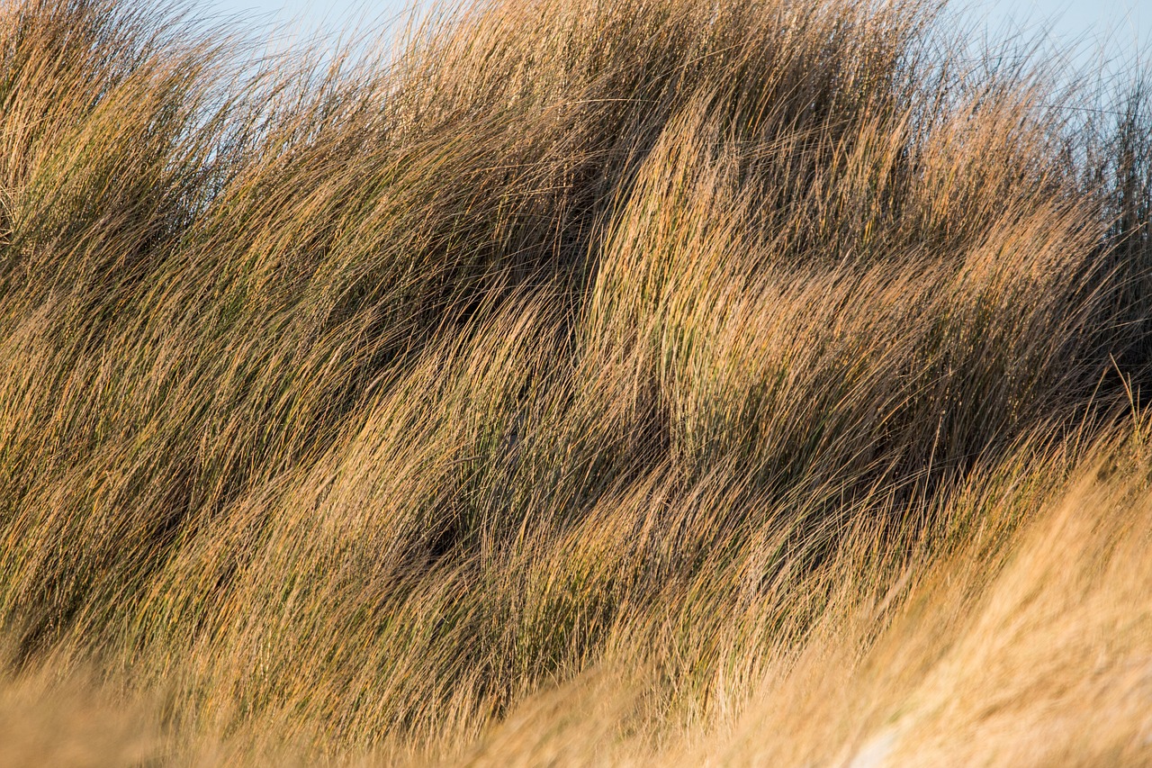 dune grass dune grass free photo