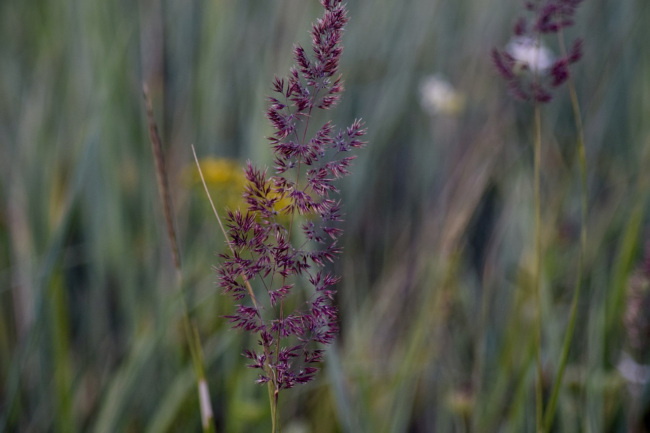 dune grass purple plant free photo