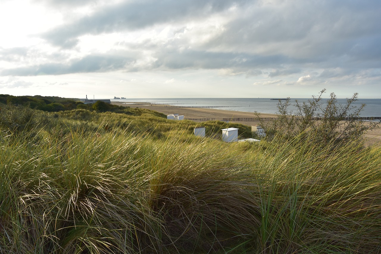 dune grass north sea dune landscape free photo
