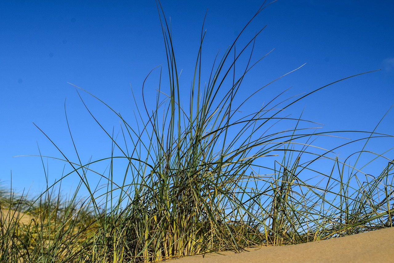 dune grass blue sky contrasts of the nature free photo