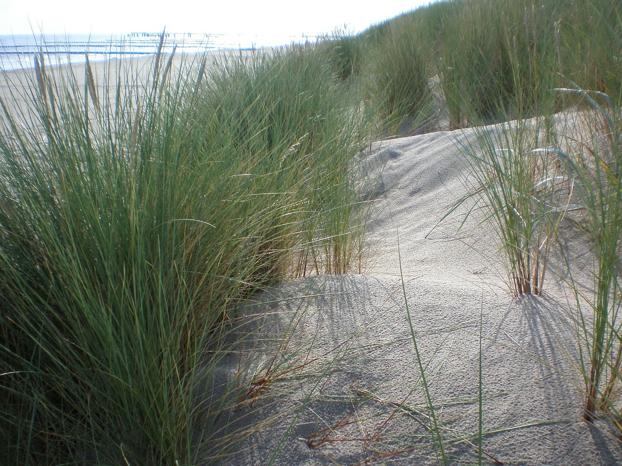 dune grass beach bank free photo