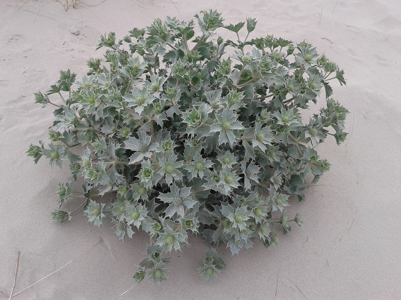 dune thistle dune thistle free photo