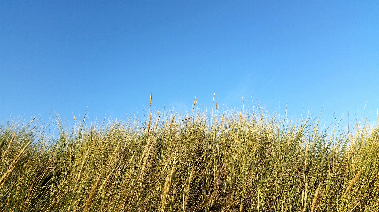 dunes grass dune grass free photo