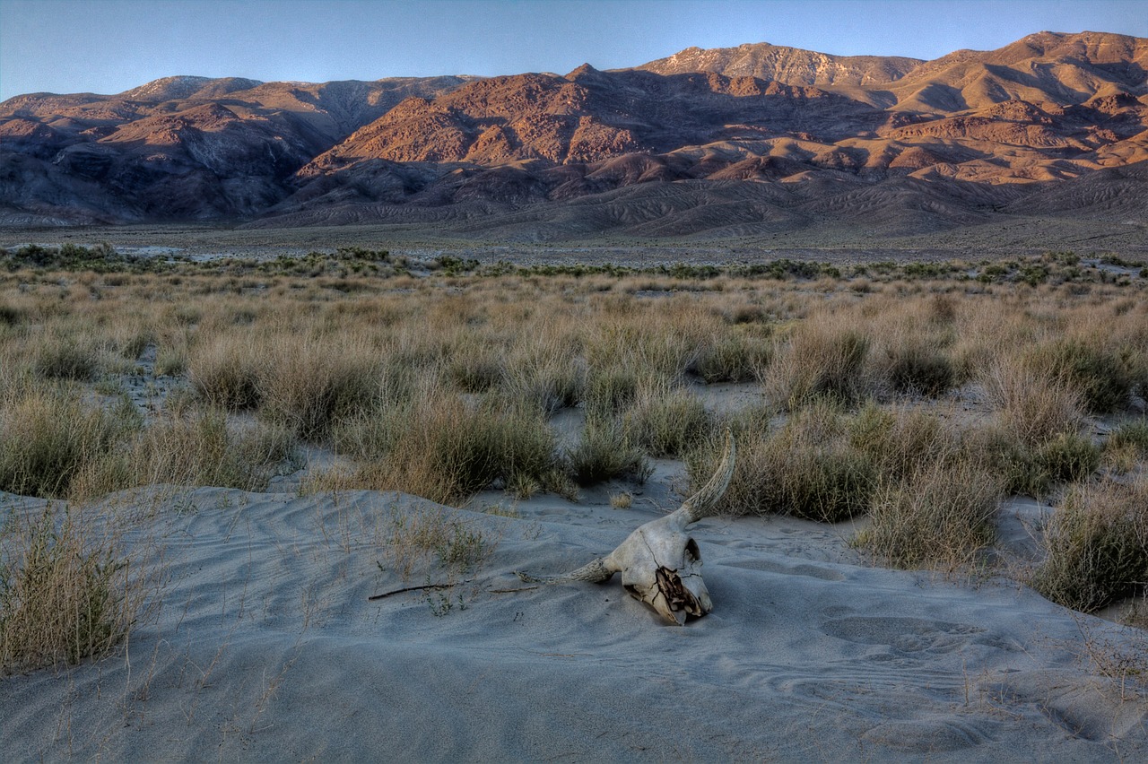 dunes skull desert free photo