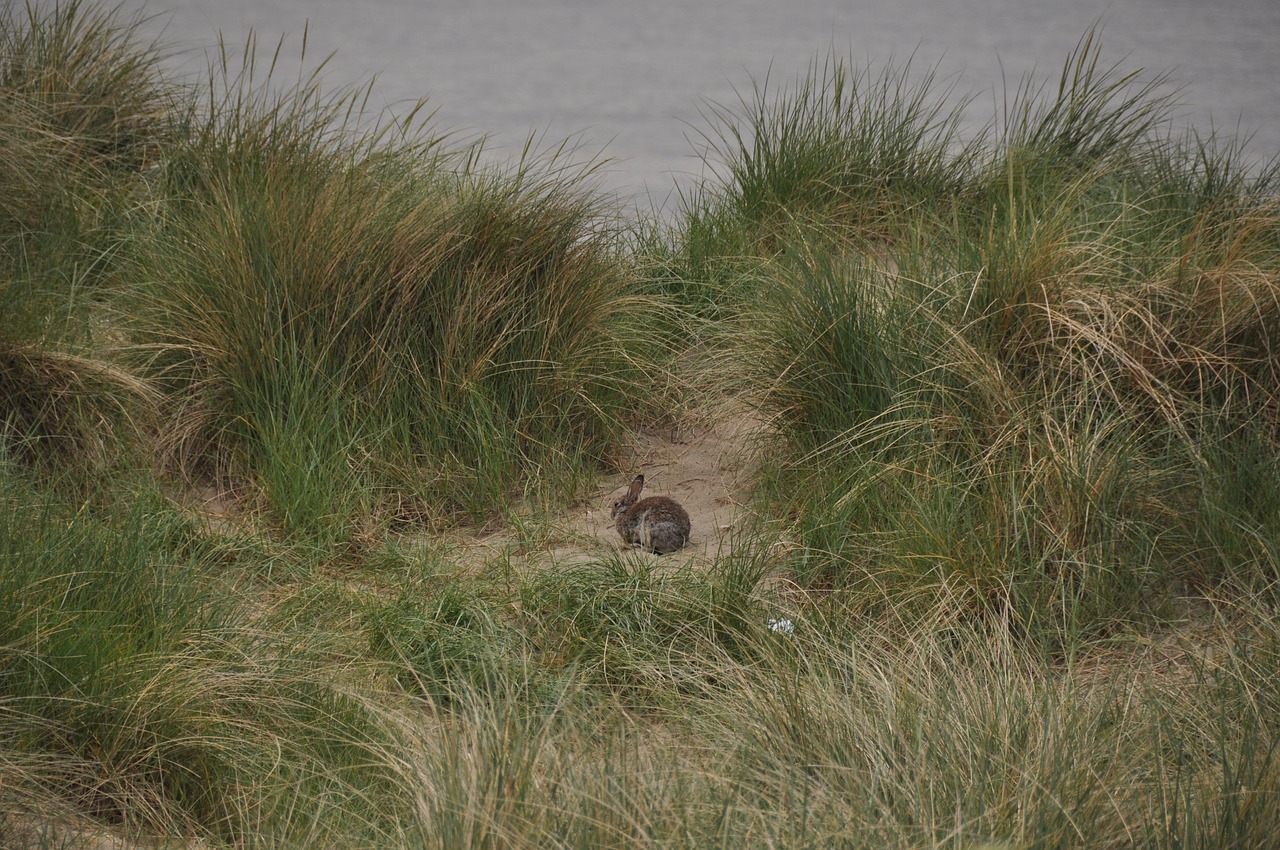 dunes nature marram grass free photo