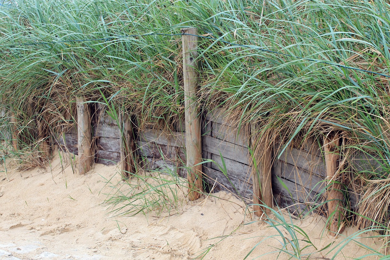 dunes beach sea free photo