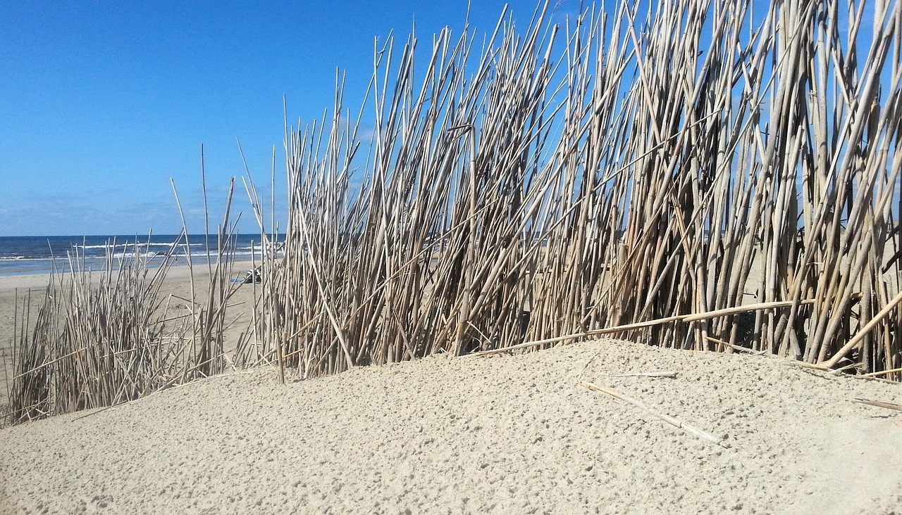 dunes beach sea free photo