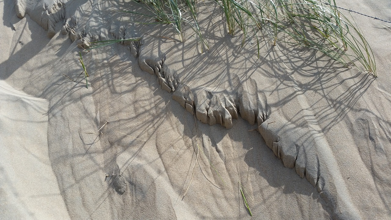 dunes sand dune grass free photo