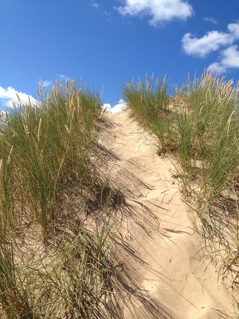 dunes grass summer free photo