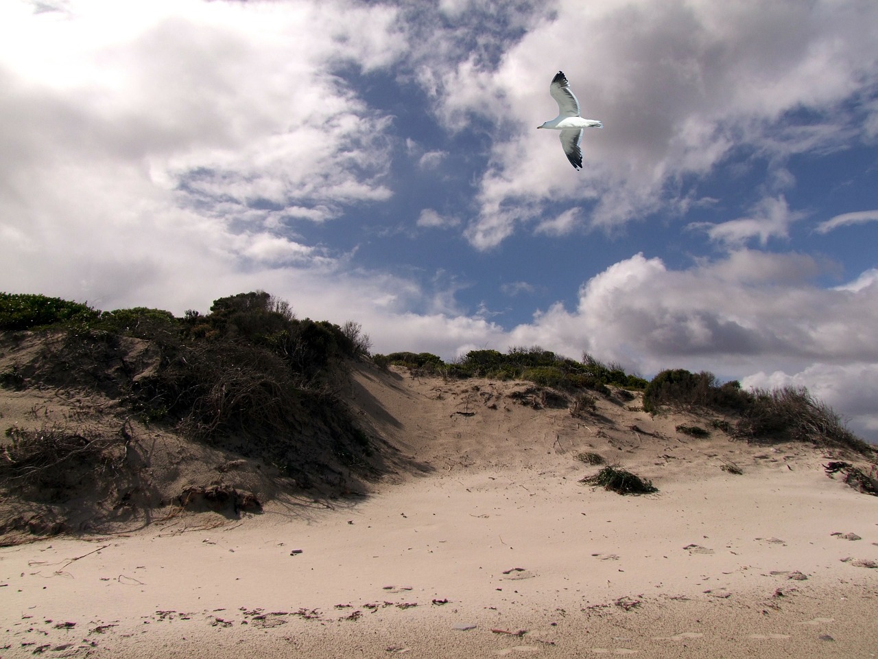 dunes seagull gulls free photo