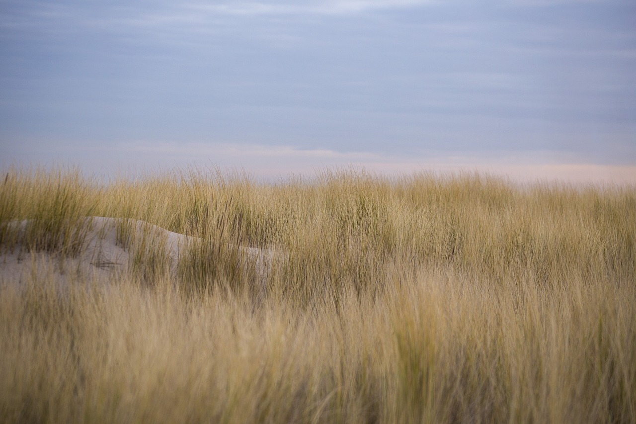 dunes kijkduin netherlands free photo