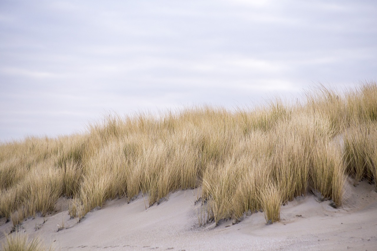 dunes kijkduin netherlands free photo