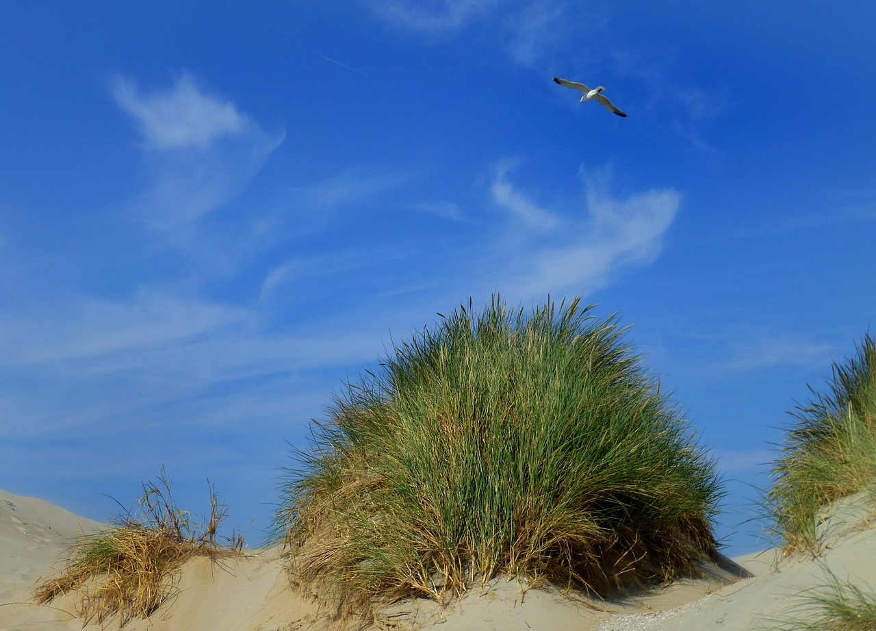 dunes dune grass sky free photo