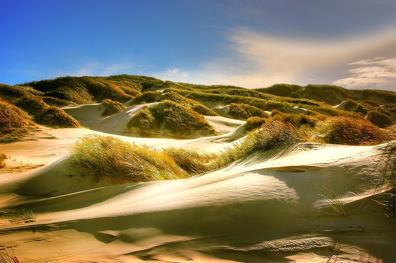 dunes north sea beach free photo