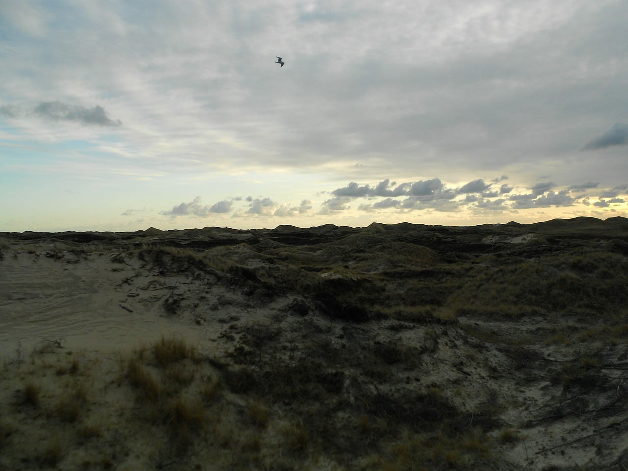 dunes island amrum free photo