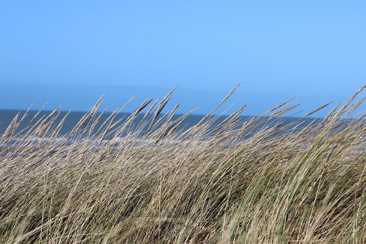 dunes sea grass seaside free photo