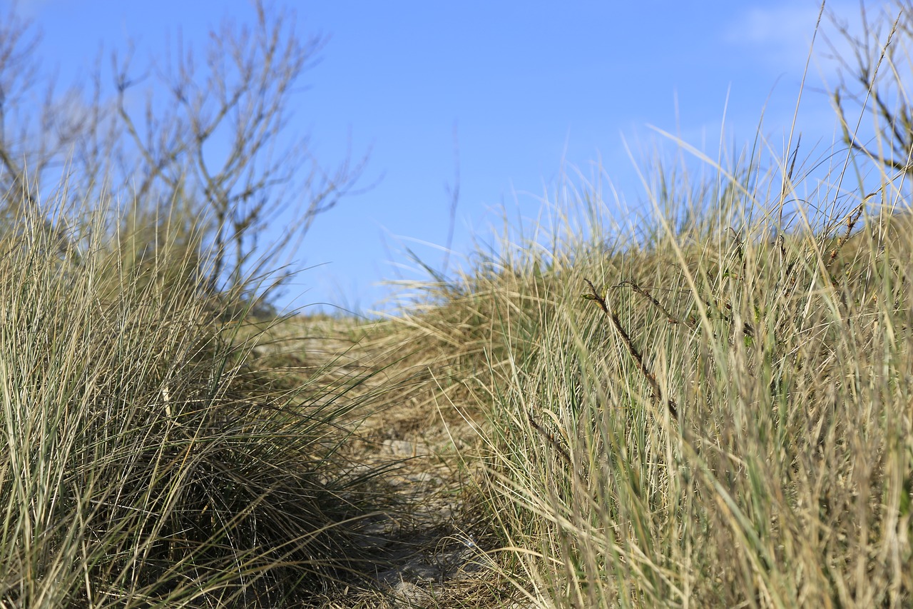 dunes beach sea free photo