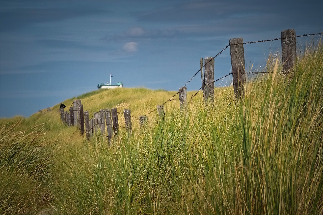 dunes  beach  nature free photo