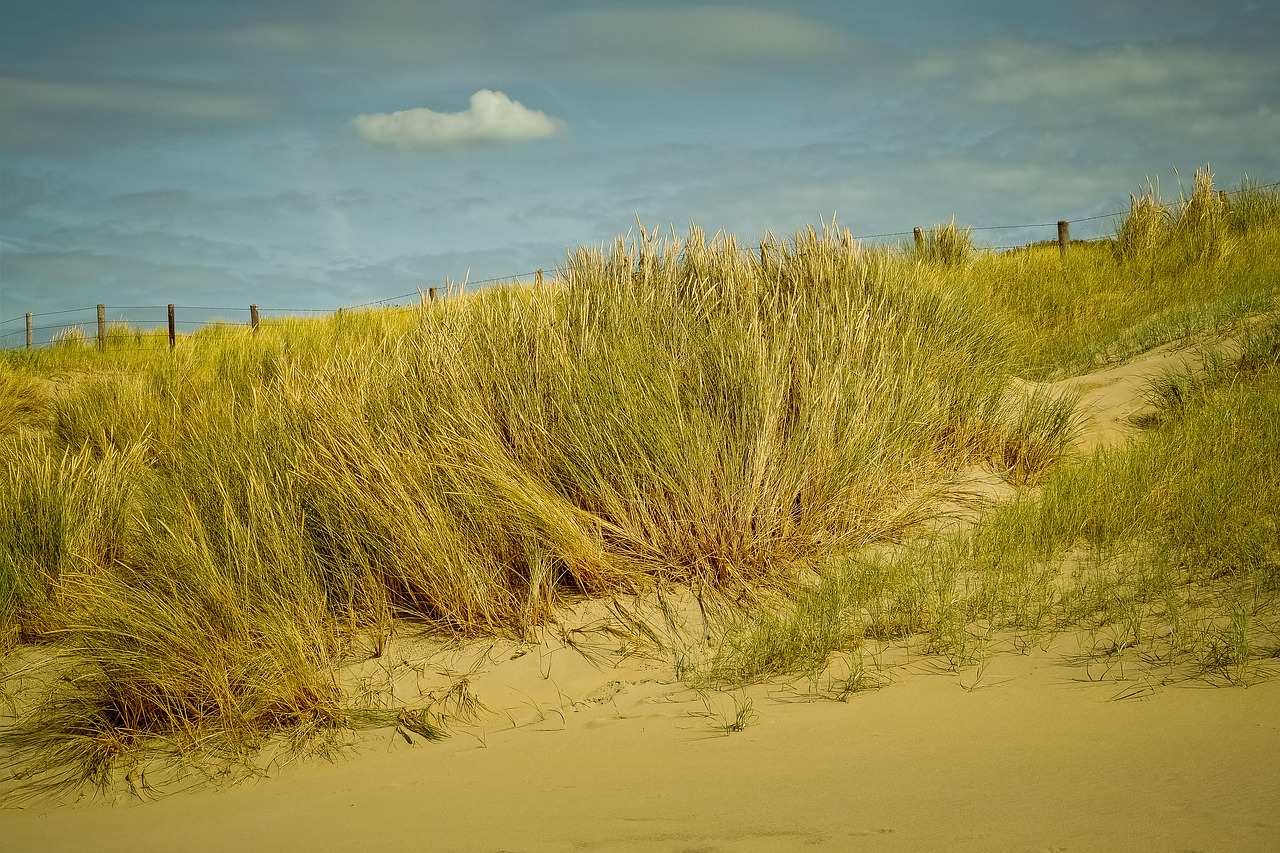 dunes  beach  nature free photo