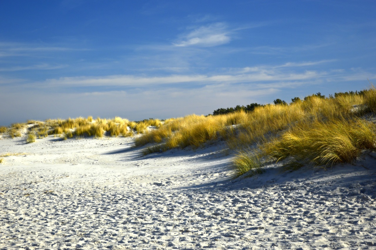 dunes  dune landscape  beach free photo