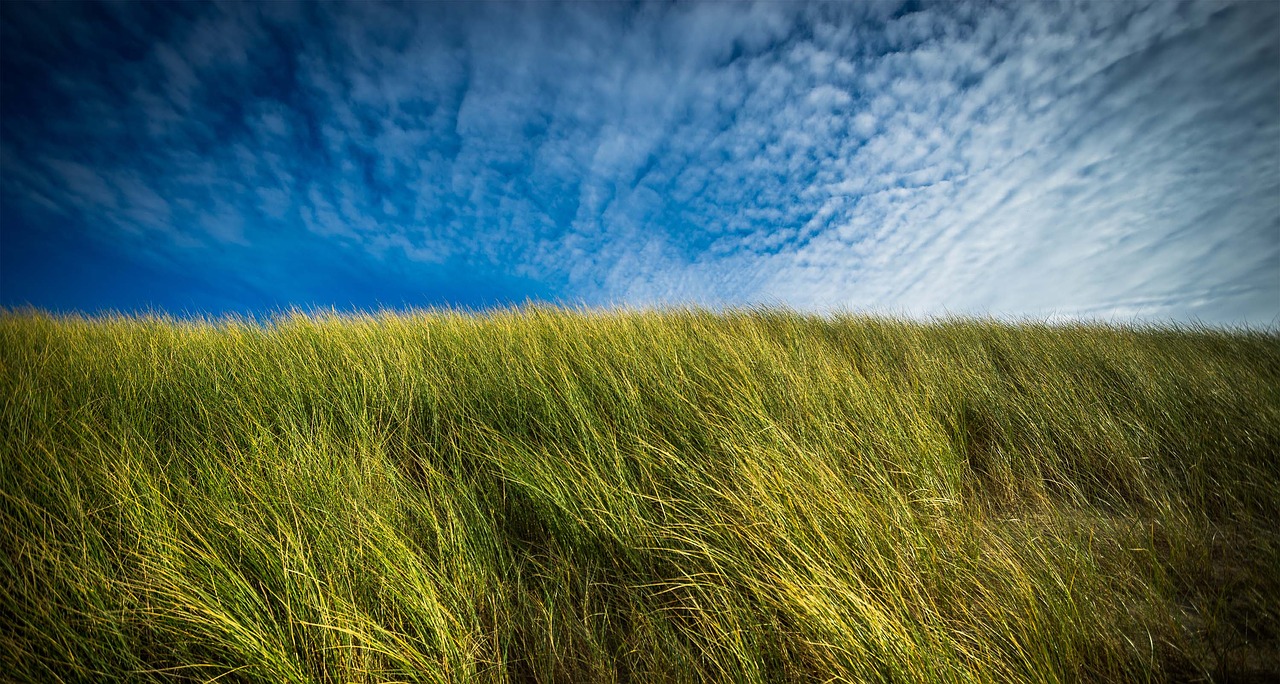 dunes  coast  beach free photo