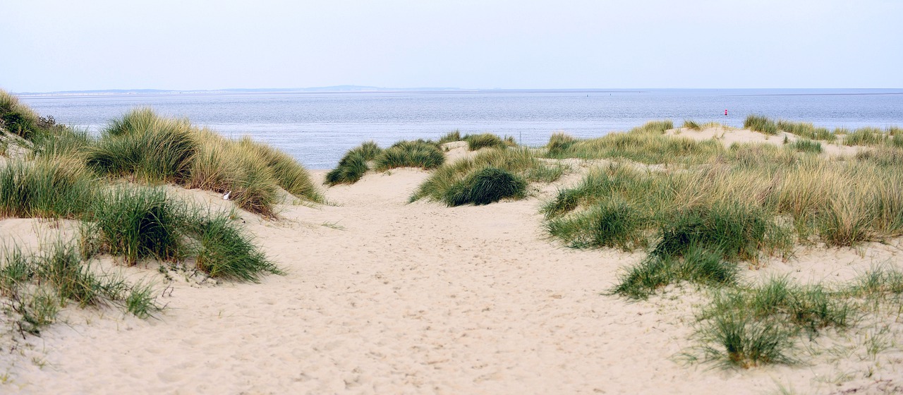 dunes  beach  sand free photo