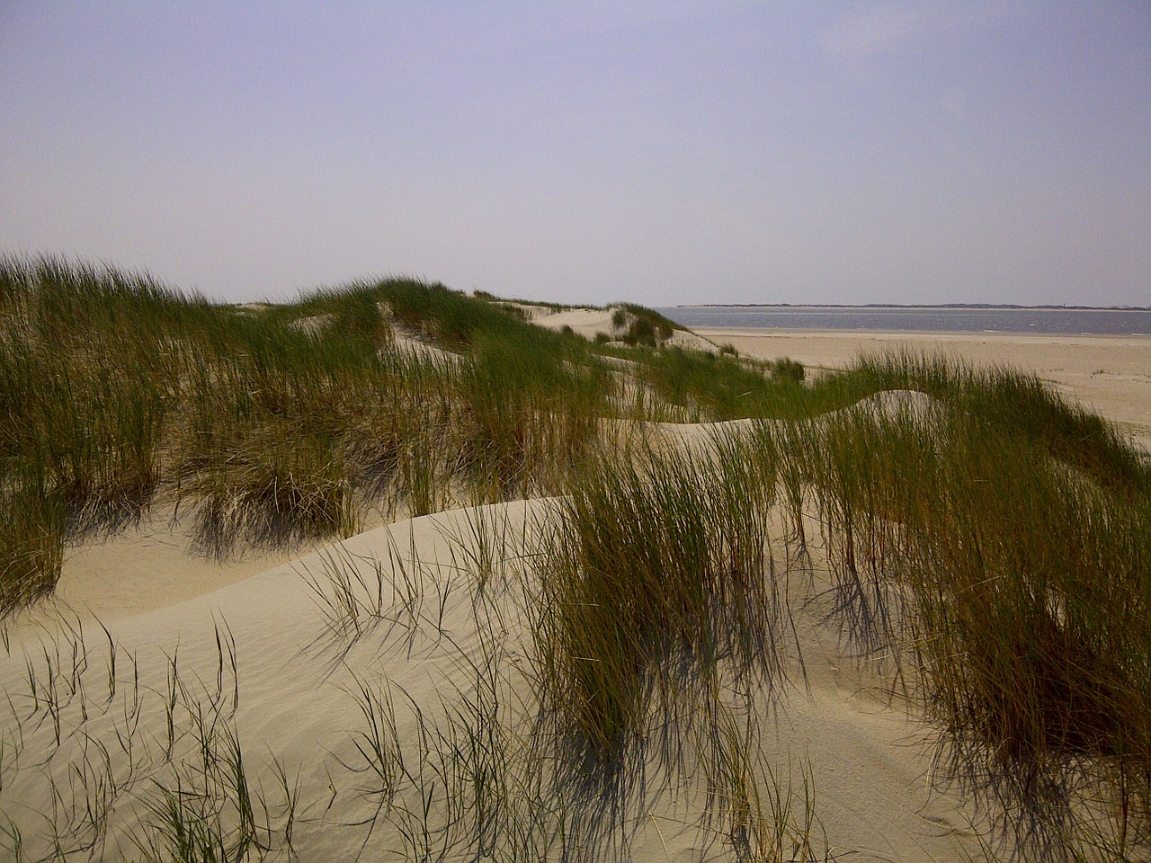 dunes north sea denmark free photo