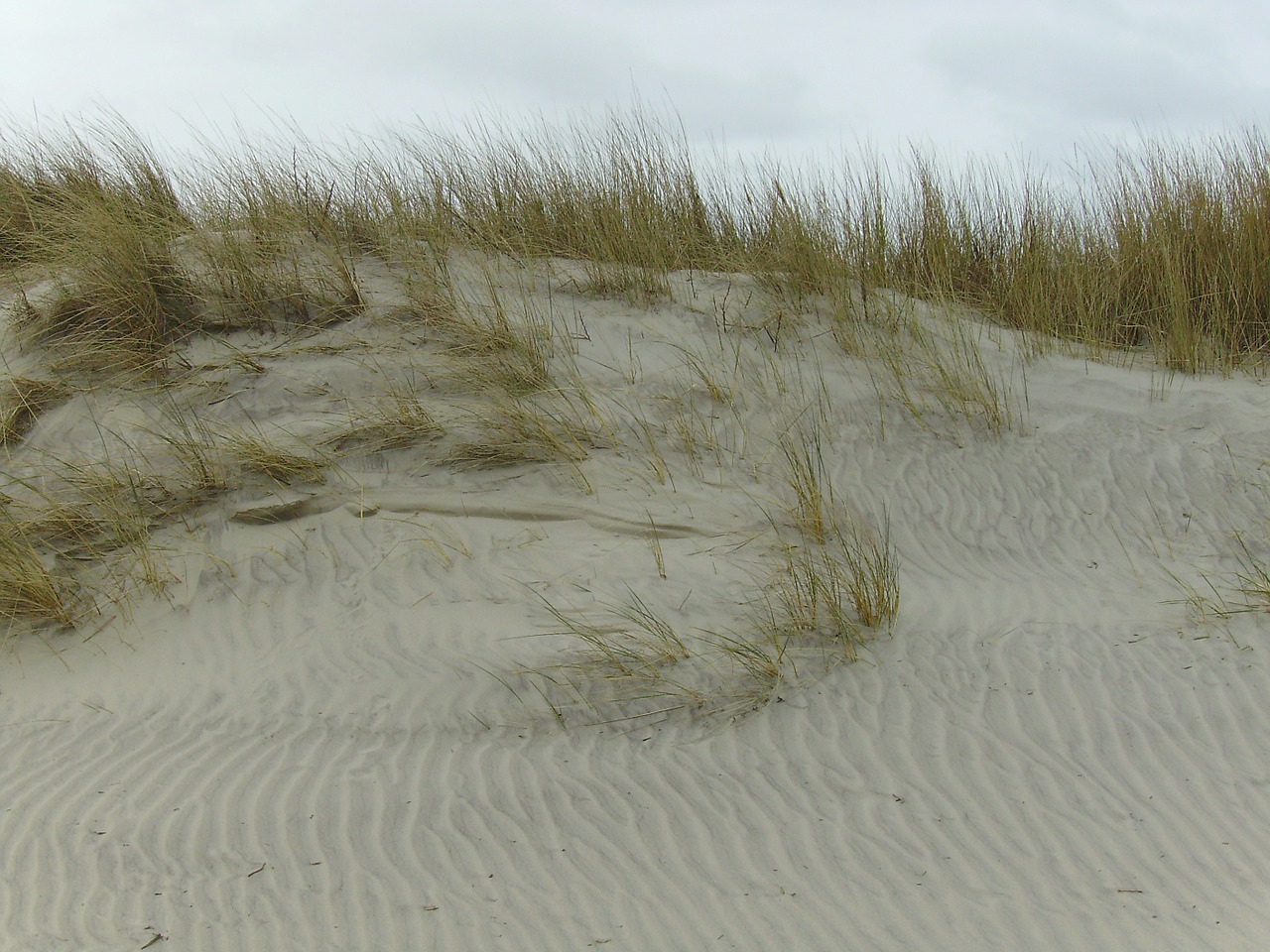 dunes sand beach free photo