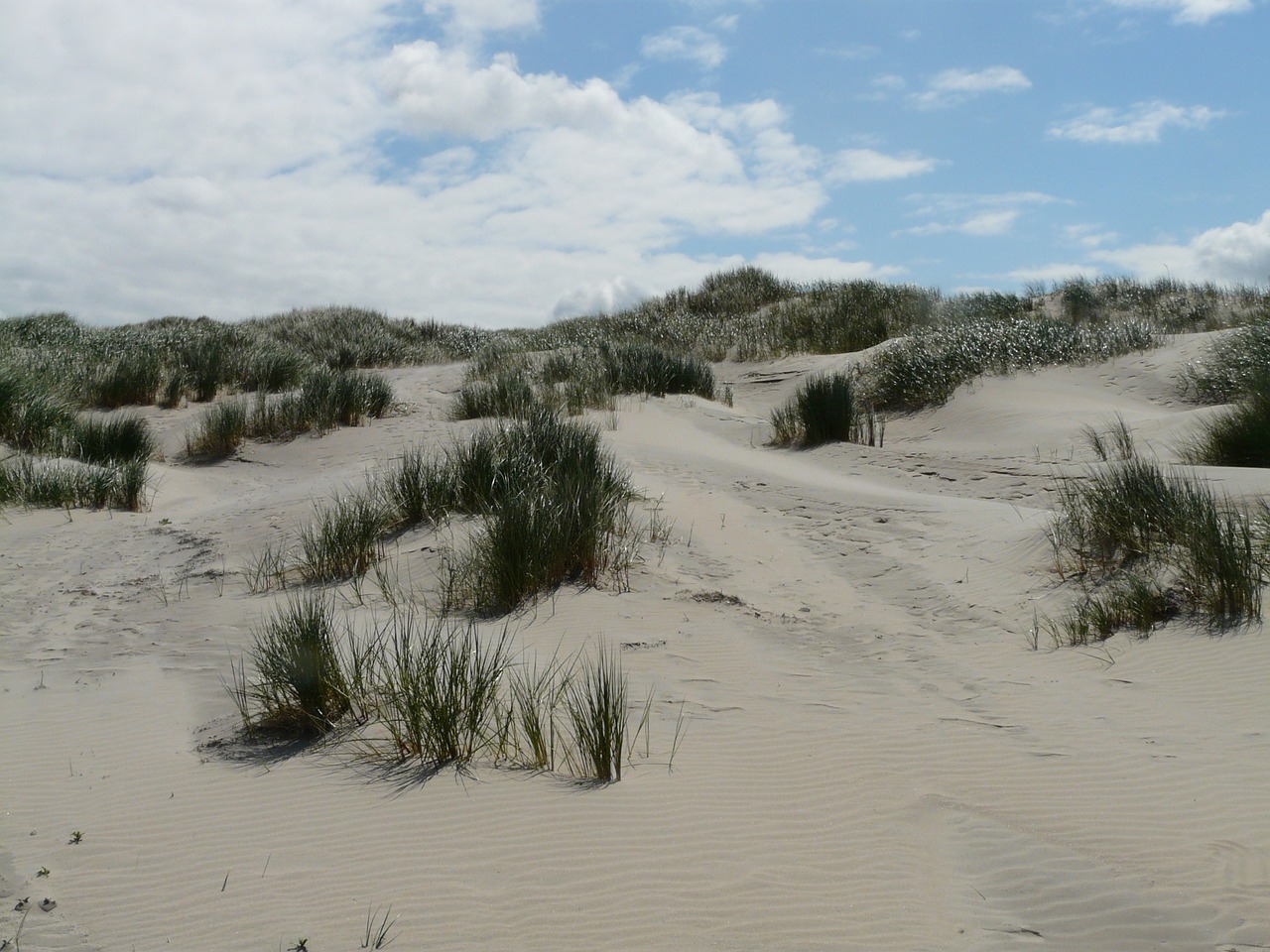 dunes north sea sea free photo