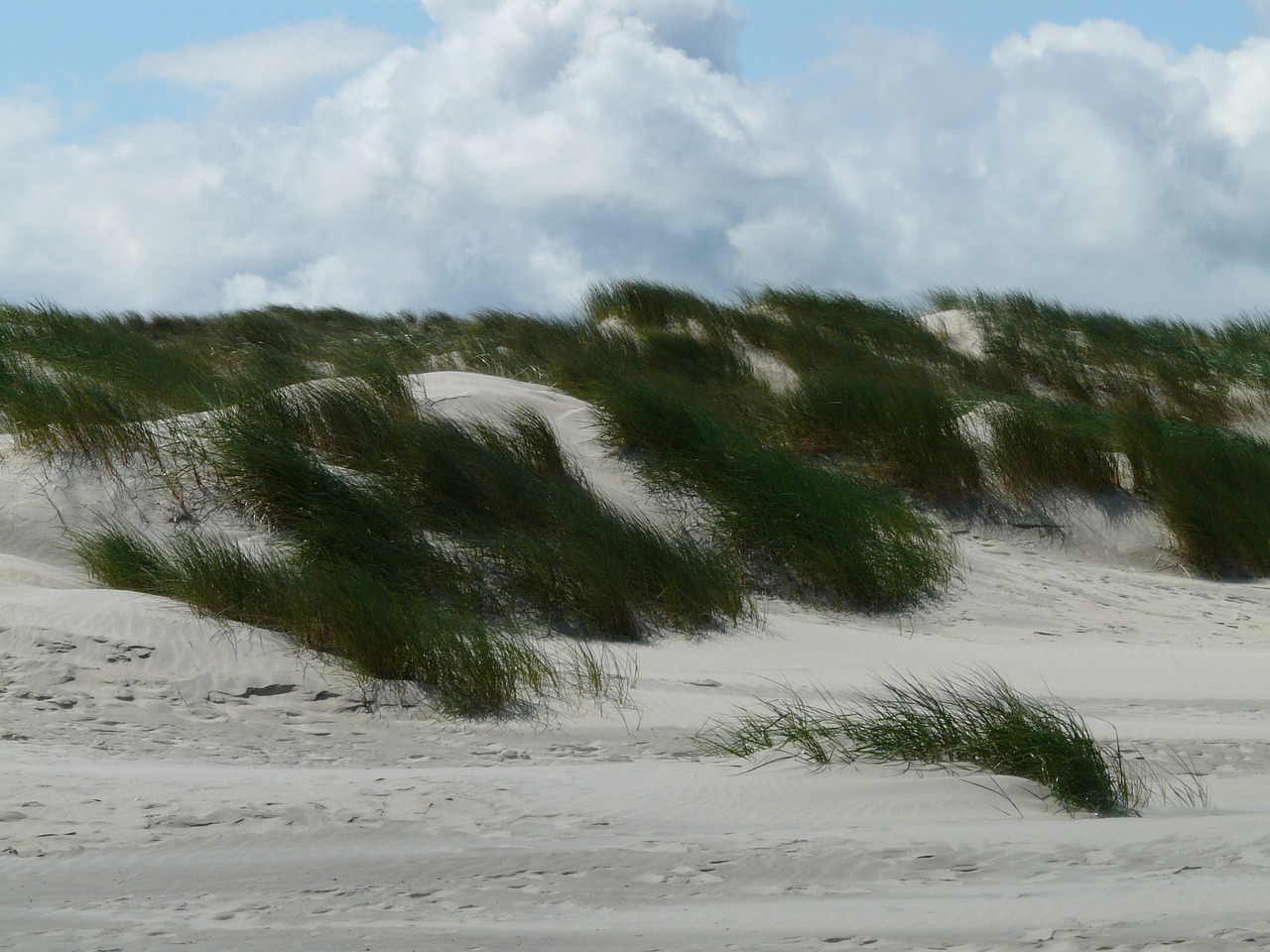 dunes north sea sea free photo