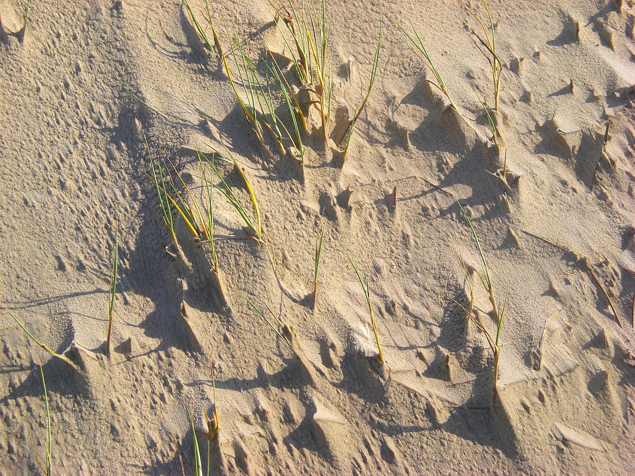 dunes sand grass free photo