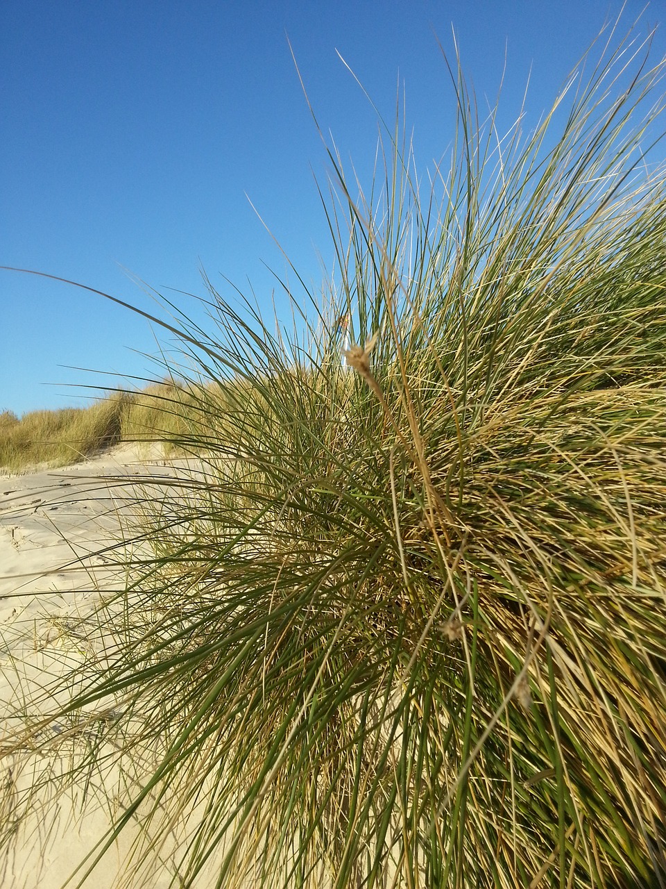 dunes beach north sea free photo