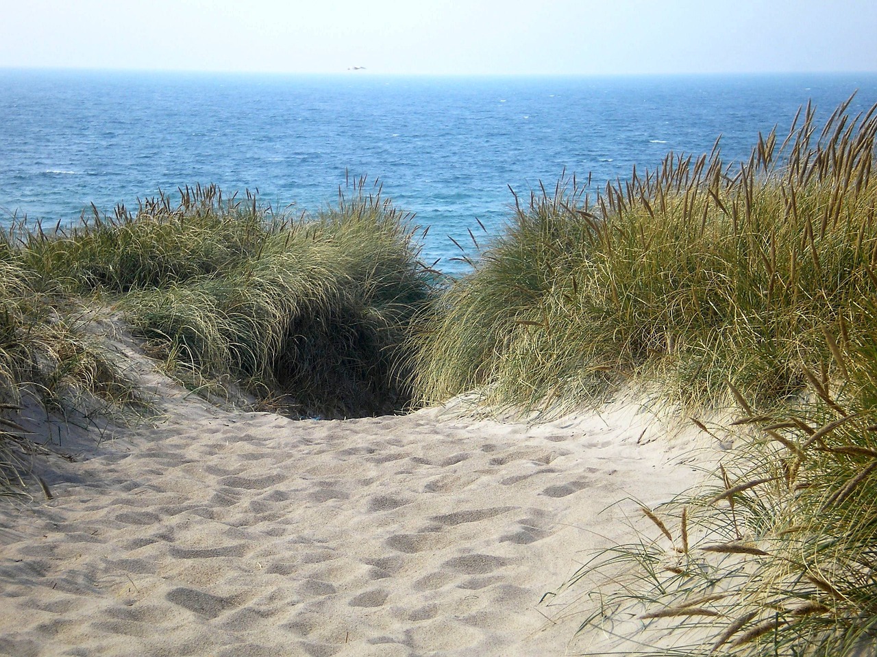 dunes summer sea free photo