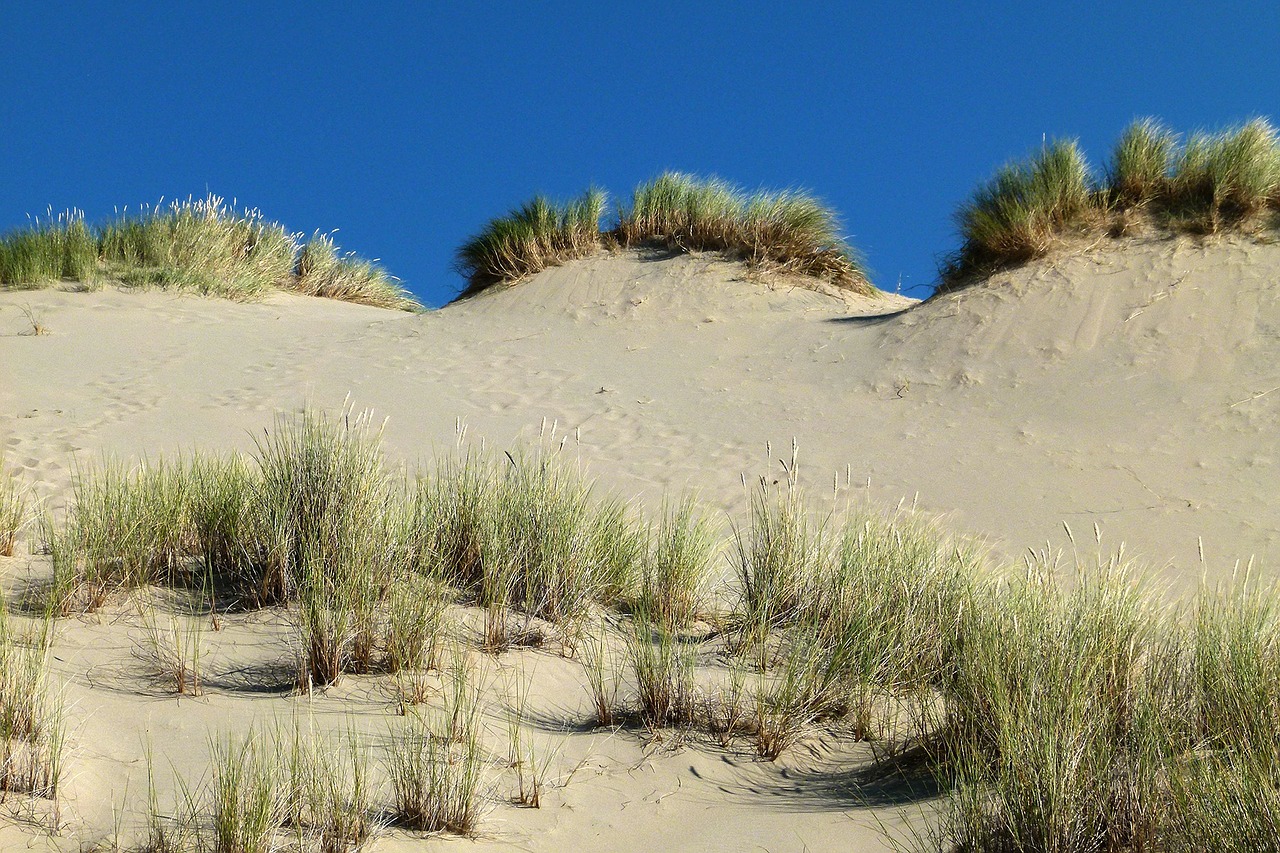 dunes national park oregon usa free photo