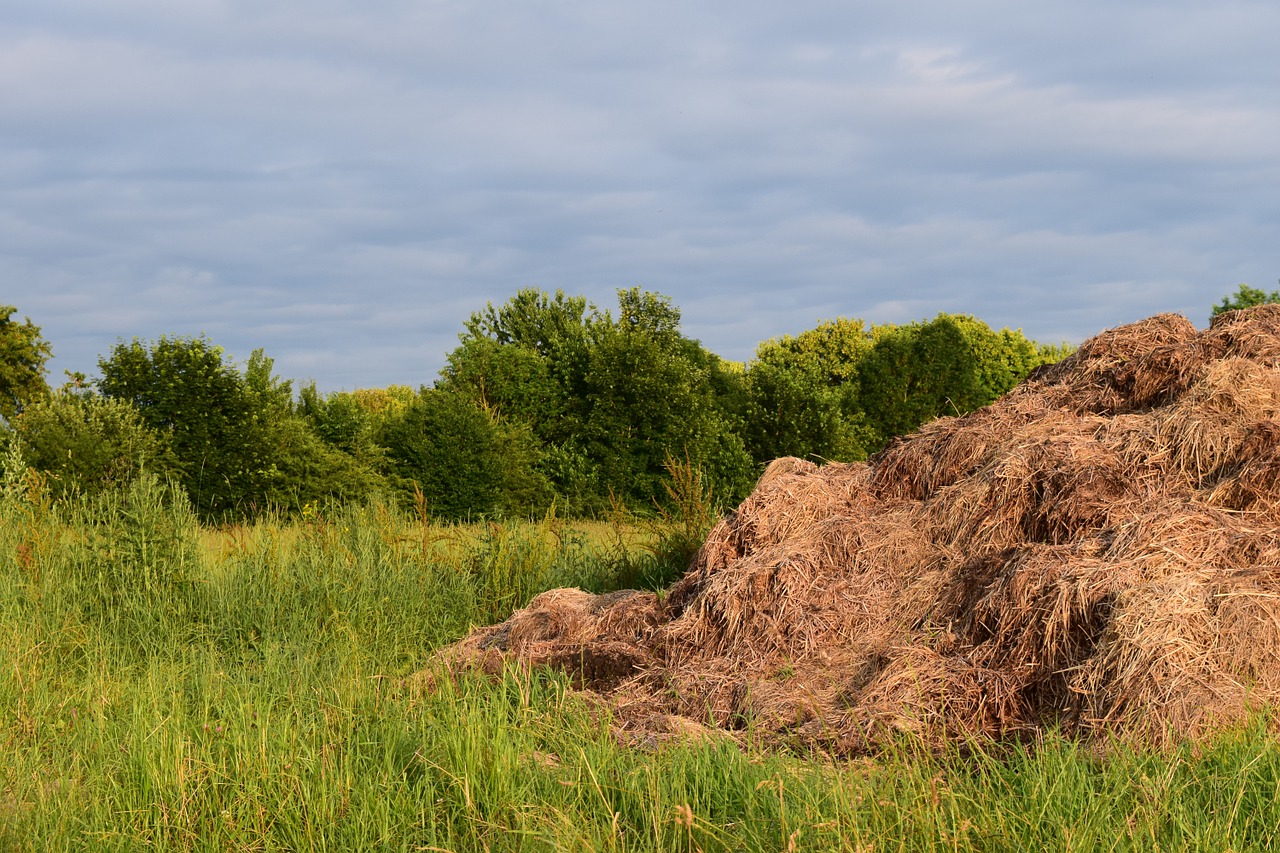 dung landscape pasture free photo