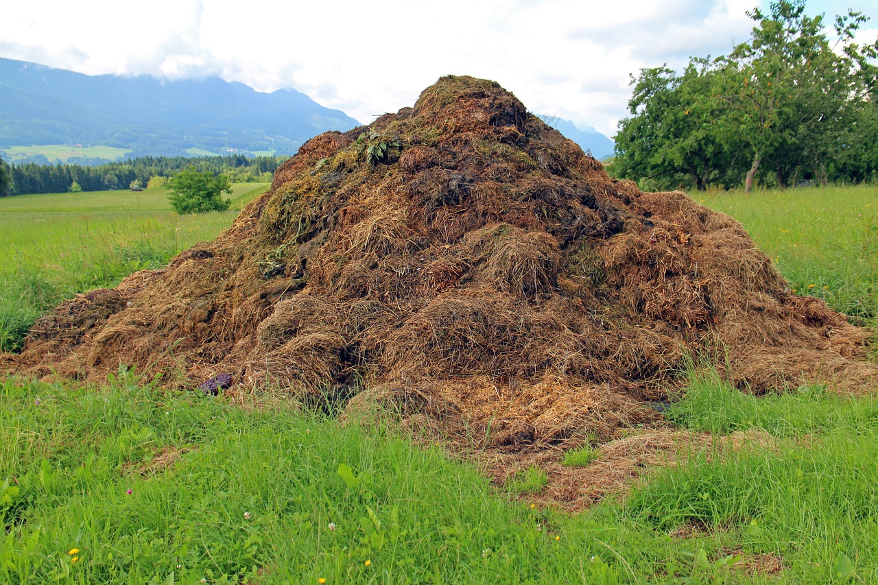 dung compost heap rallying point free photo
