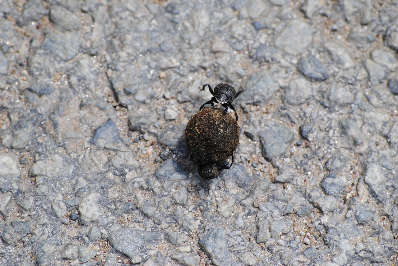 dung beetle nature free photo