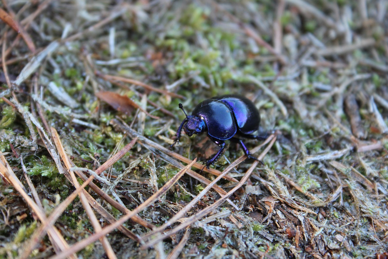 dung beetle skrarabäus forest floor free photo