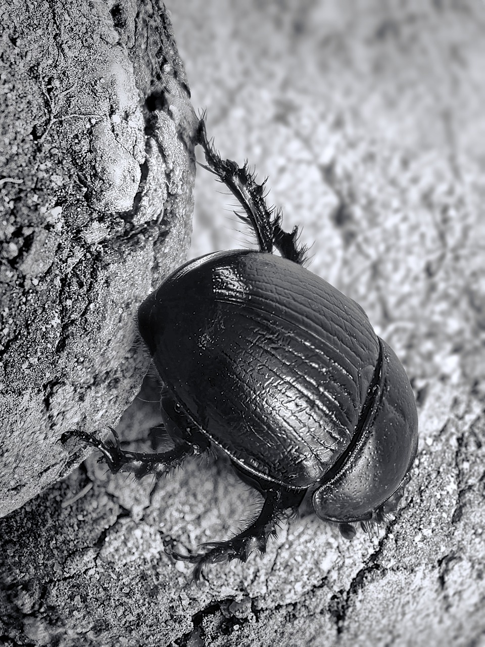 dung beetle scarab insect free photo