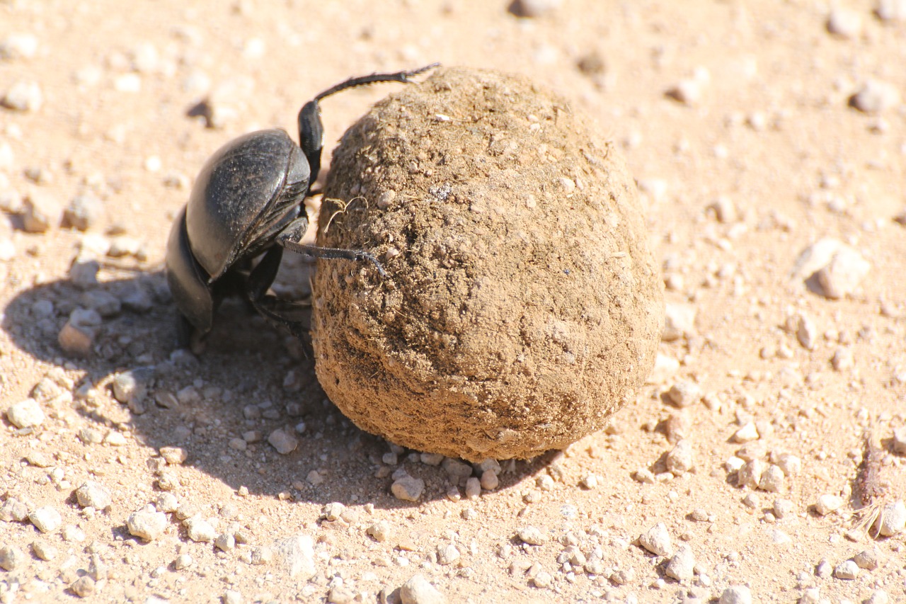 dung beetle  south africa  safari free photo