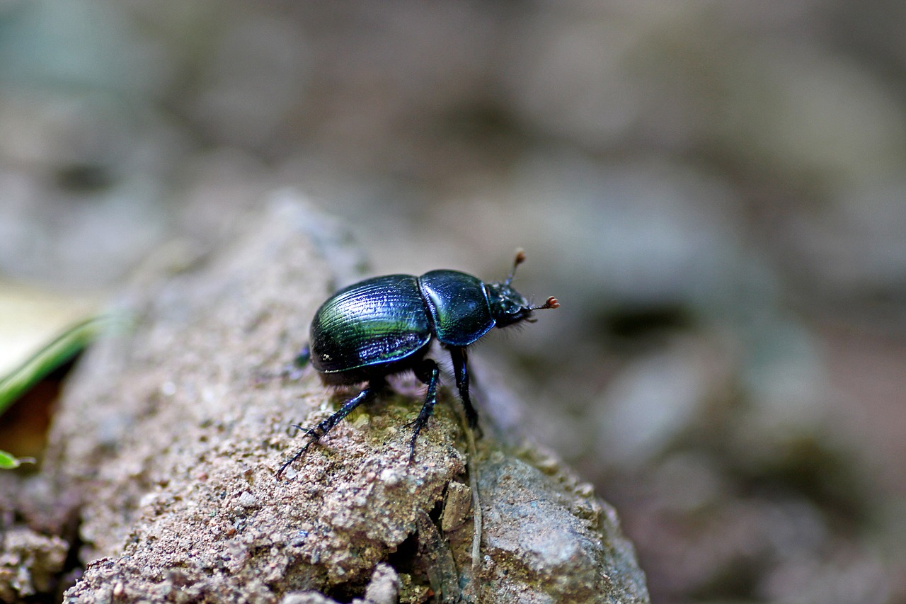 dung beetle  beetle  insect free photo