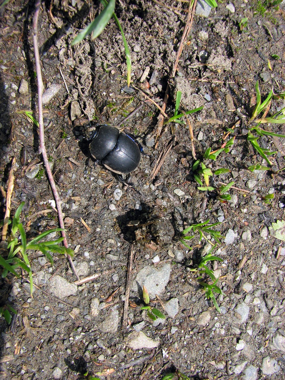 dung beetle insect nature free photo