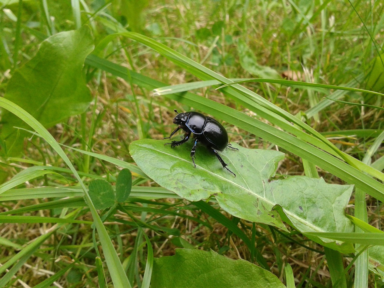 dung beetle beetle insect free photo