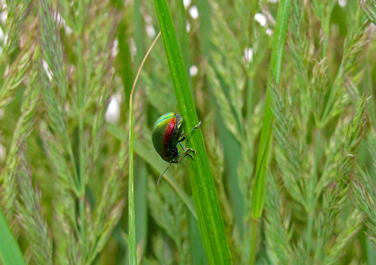 dung beetle beetle insect free photo