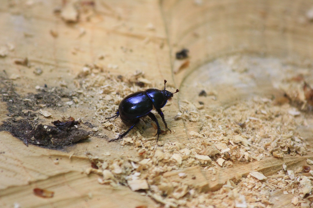 dung beetle fauna insect free photo