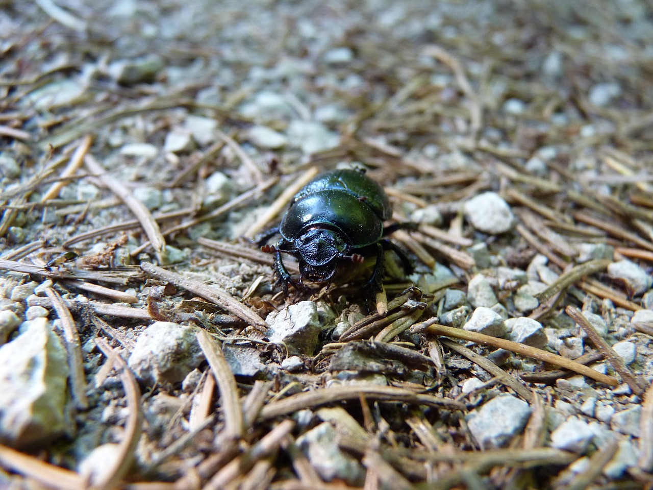 dung beetle forest dung beetle scarab free photo