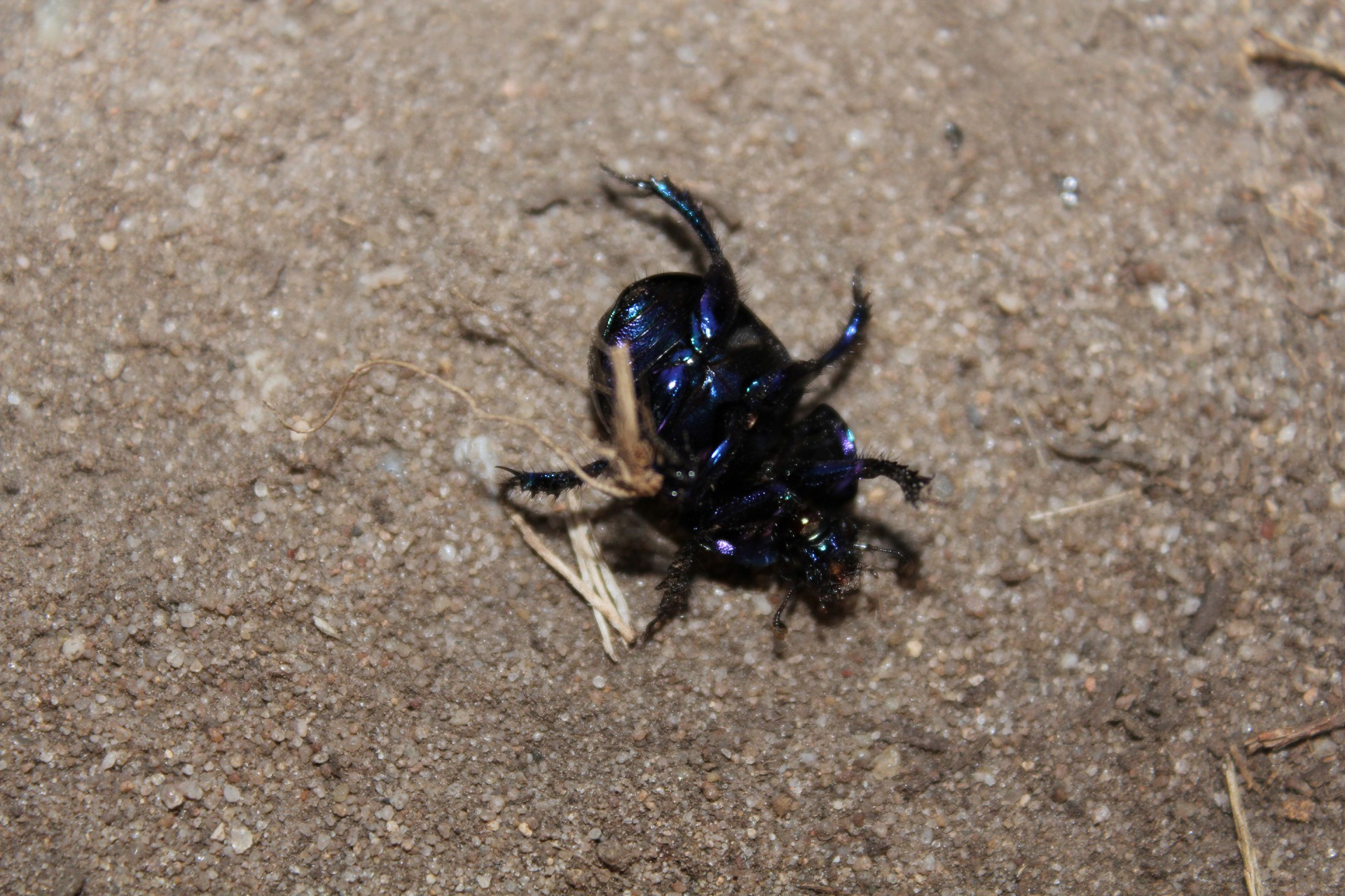 dung beetle beetle upside down free photo