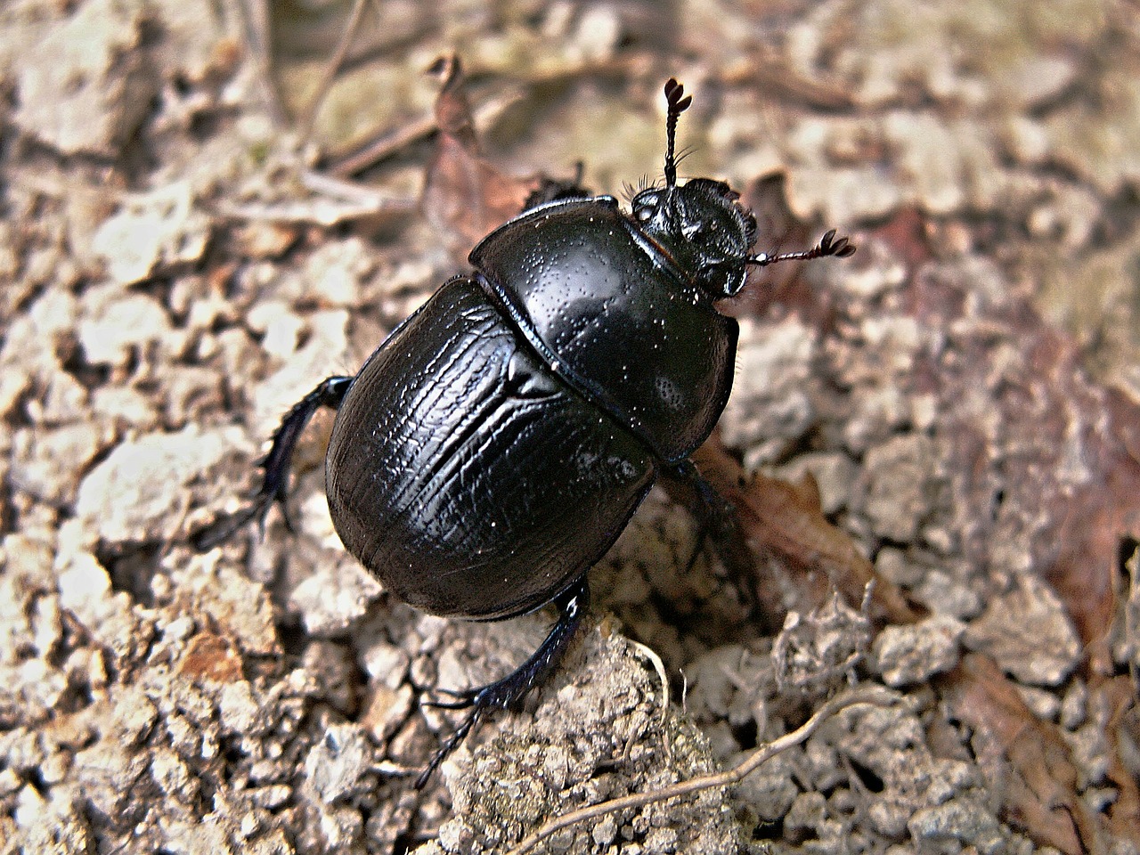 dung beetles beetle macro free photo