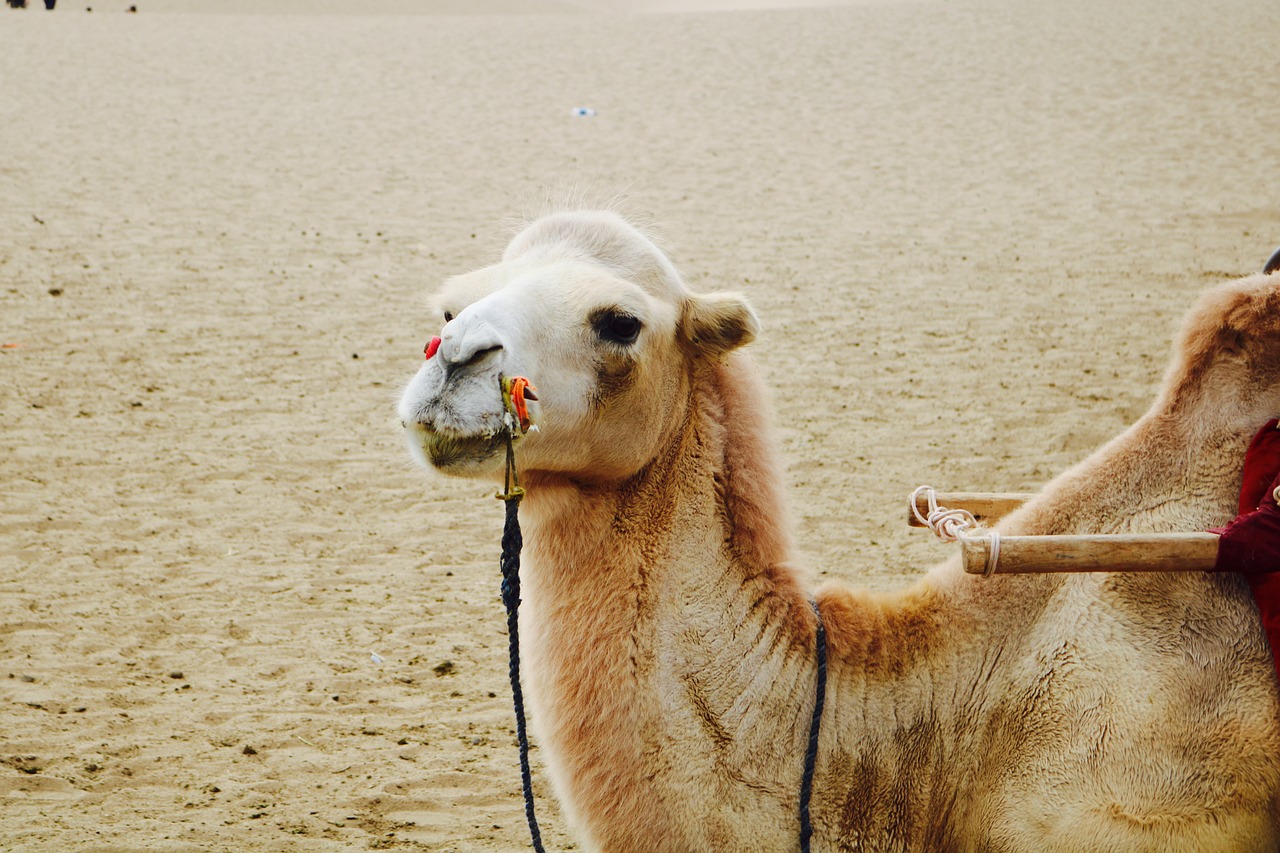 dunhuang mingsha camel free photo