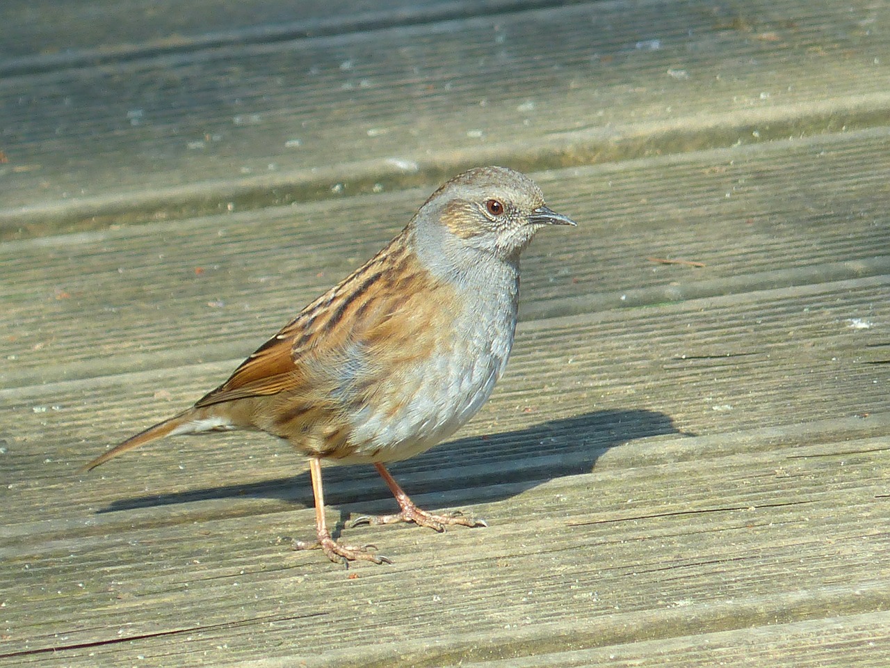 dunnock bird animal free photo